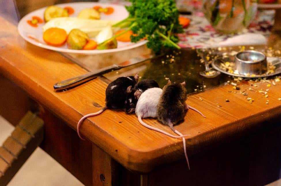 Mice eating at a kitchen table