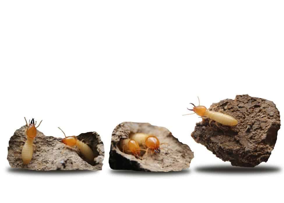 Termites in front of a white background