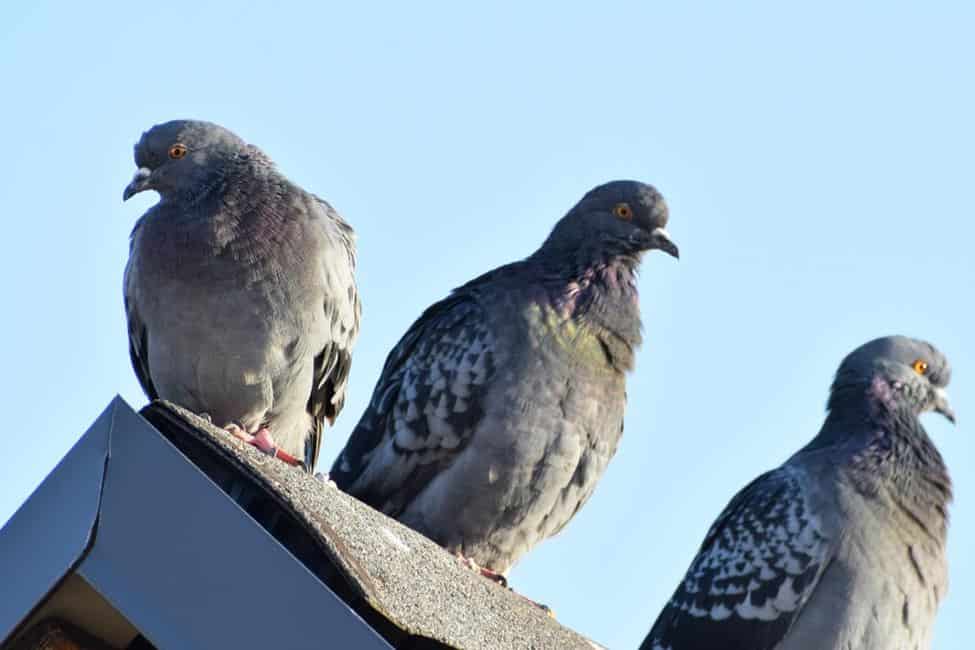 A trio of pigeons on a roof