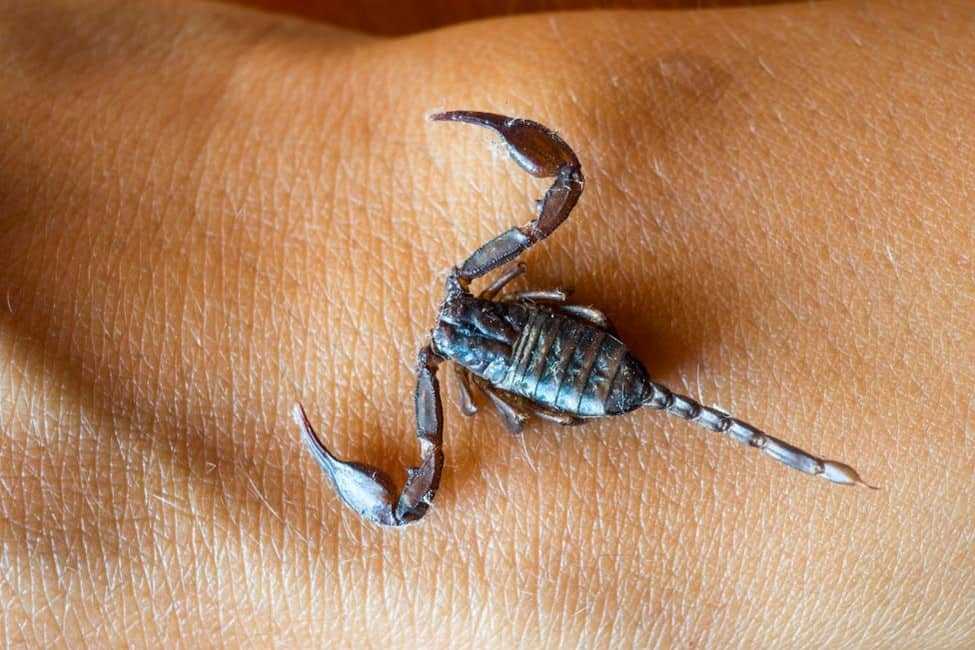 A scorpion on a hand
