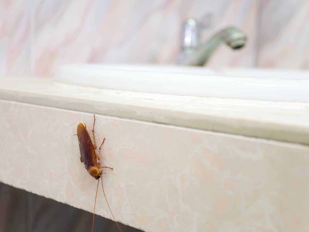 a cockroach sitting on the side of a bathroom sink basin