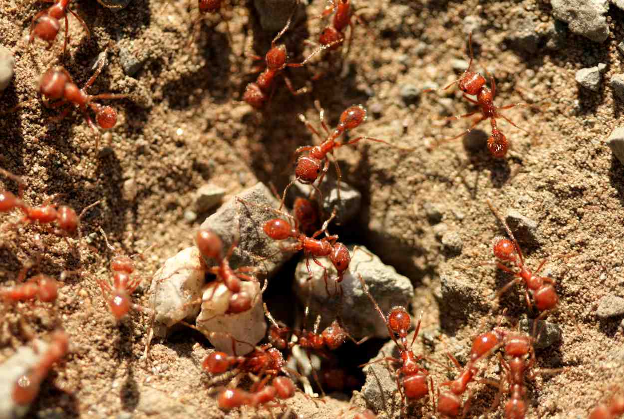 Fire ant workers moving small rocks in the sand.