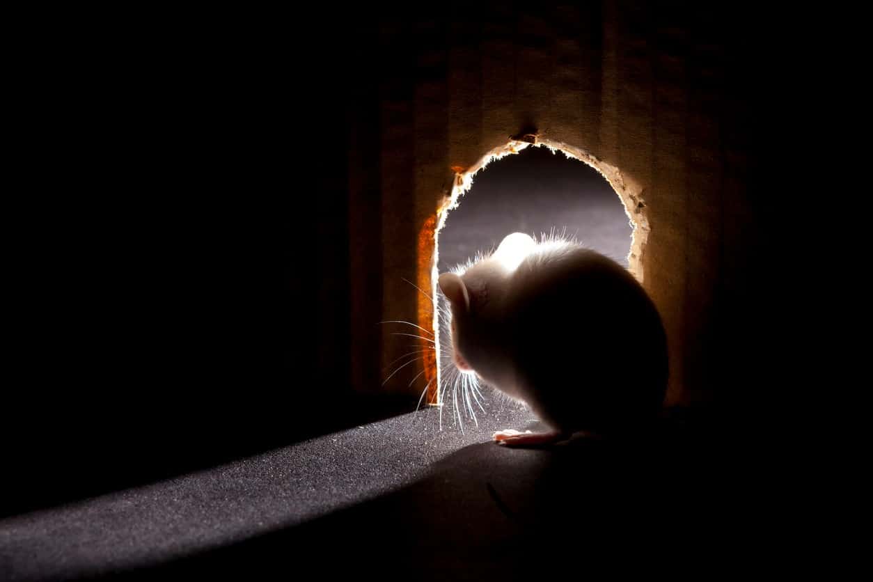 A mouse looking out through a hole in the wall.