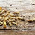 Termites eating wood and causing structural damage.