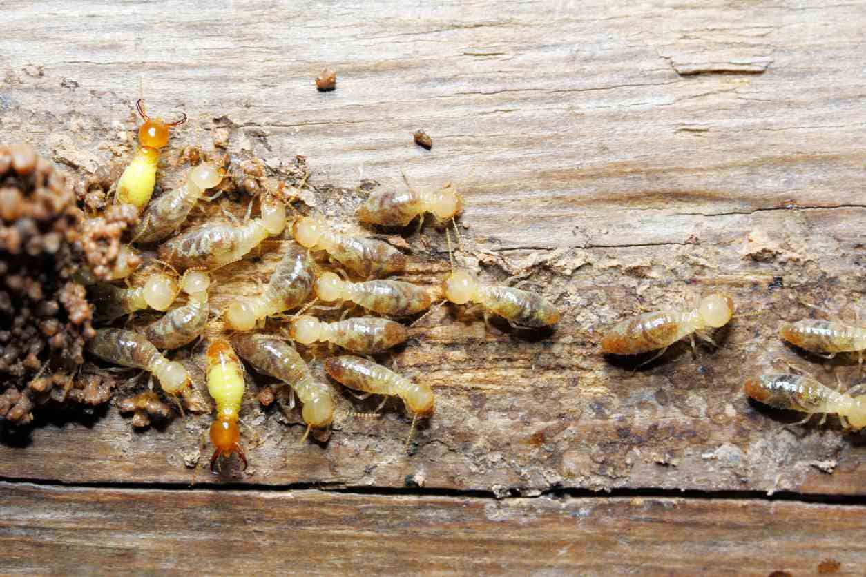 Termites eating wood and causing structural damage.