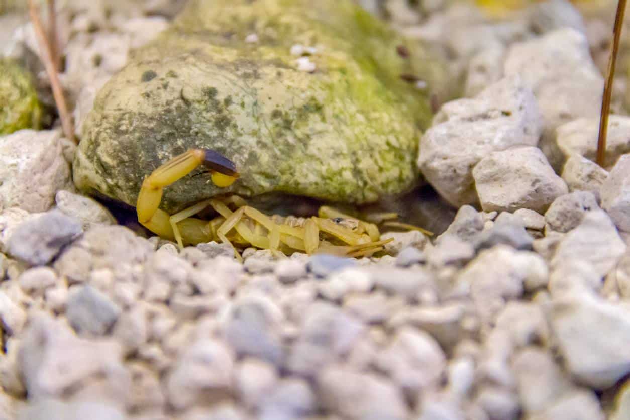 A yellow scorpion is tucked underneath a mossy stone in a rocky environment.