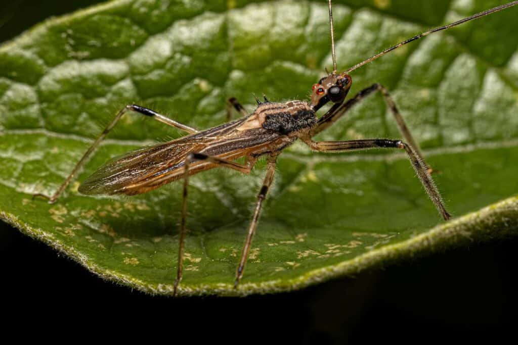 A kissing bug stands perched on a leaf.