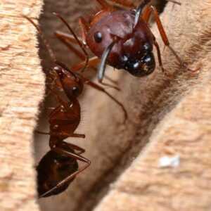 Florida-carpenter-ant-workers-web-300x300