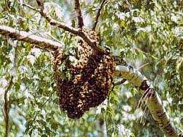 bee-swarm-in-tree