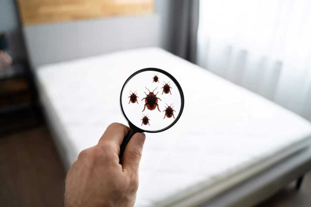 A graphic of six bed bugs under a magnifying glass.