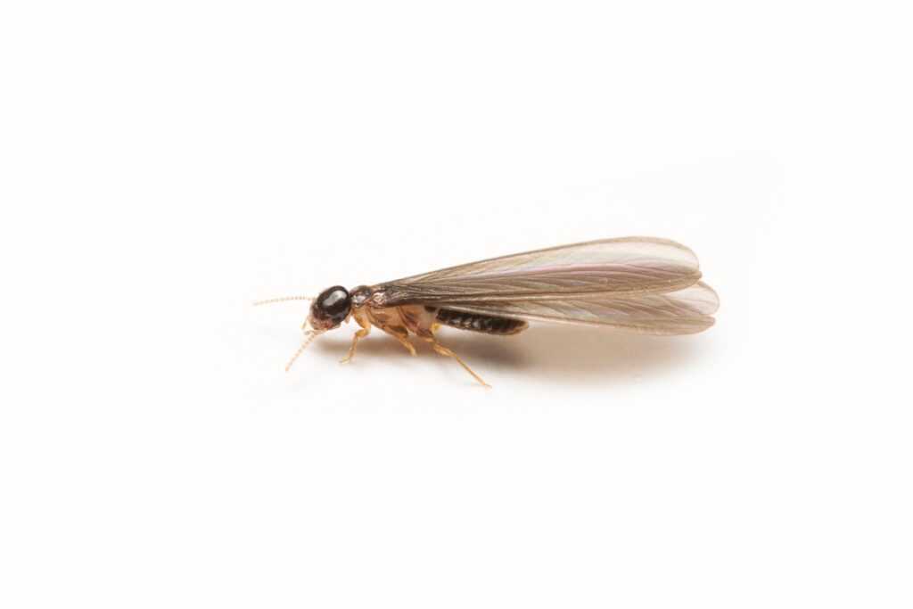 A drywood termite