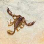 A large scorpion on the floor.