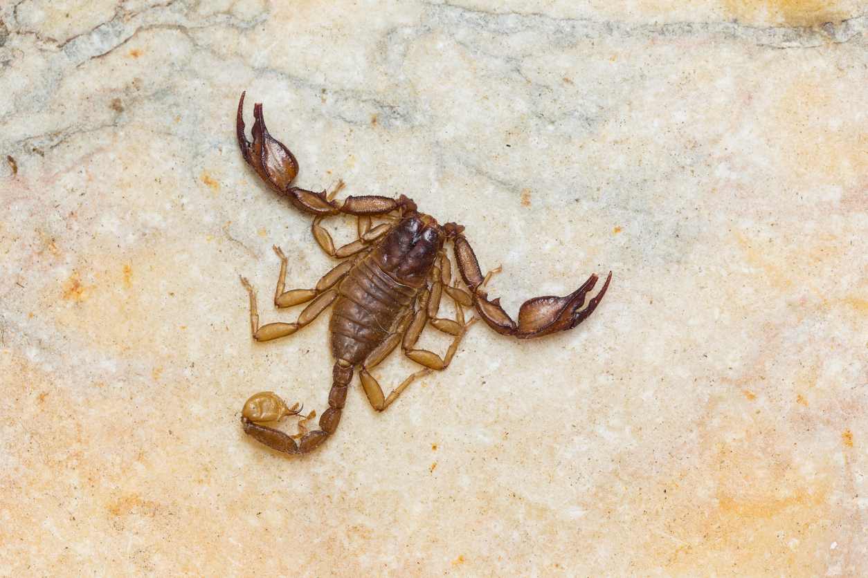 A large scorpion on the floor.