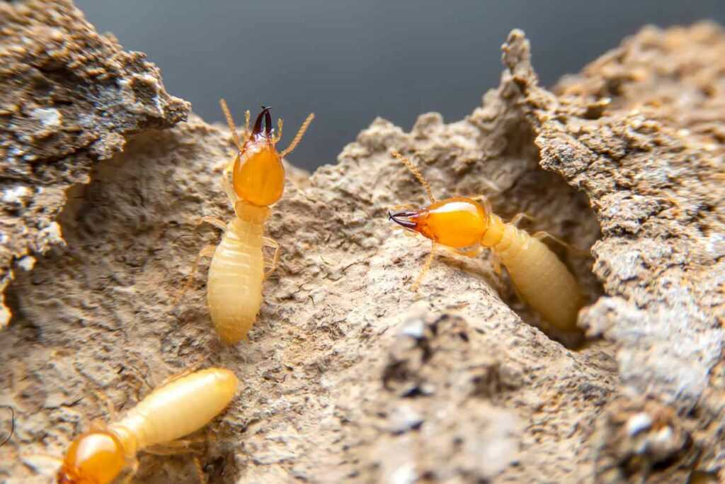termites crawling around in a piece of wood