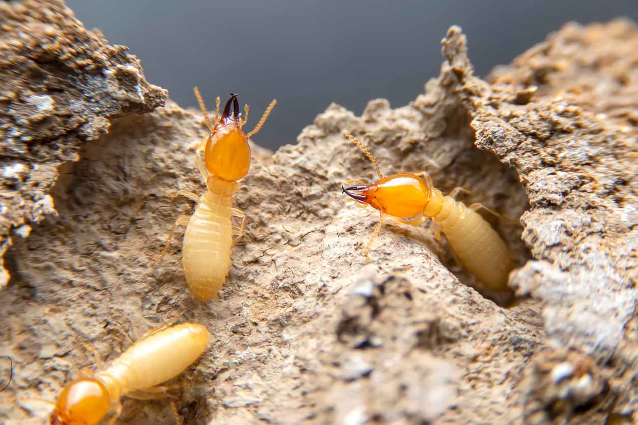 Termites - Las Vegas Pest Control