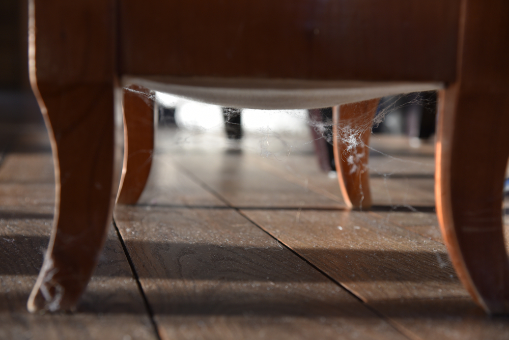 Featured image for Why is There So Many Spiders in My House? Understanding the Reasons