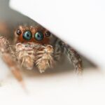 Close-up of a small jumping spider with large greenish eyes and hairy legs, partially concealed under a white surface, highlighting fascinating jumping spider behavior.