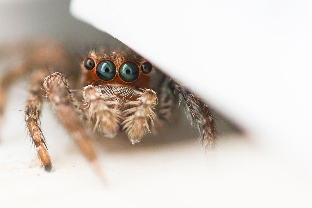 Featured image for Jumping Spiders Bite? Understanding Their Behavior and Risks