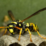 A close-up image of a yellow jacket standing on a gray, textured nest highlights their presence, making it essential to consider pest control methods. The blurred green background contrasts with the vivid black and yellow insect.