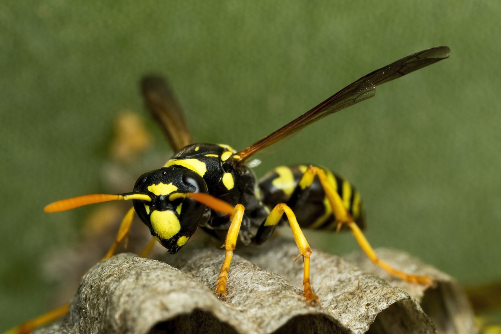 A close-up image of a yellow jacket standing on a gray, textured nest highlights their presence, making it essential to consider pest control methods. The blurred green background contrasts with the vivid black and yellow insect.