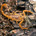 A yellowish-brown Arizona Bark Scorpion is on soil and tree bark, holding a partially eaten insect in its pincers. The insect’s wings and legs are visible, highlighting the importance of awareness and safety in natural, earthy environments.