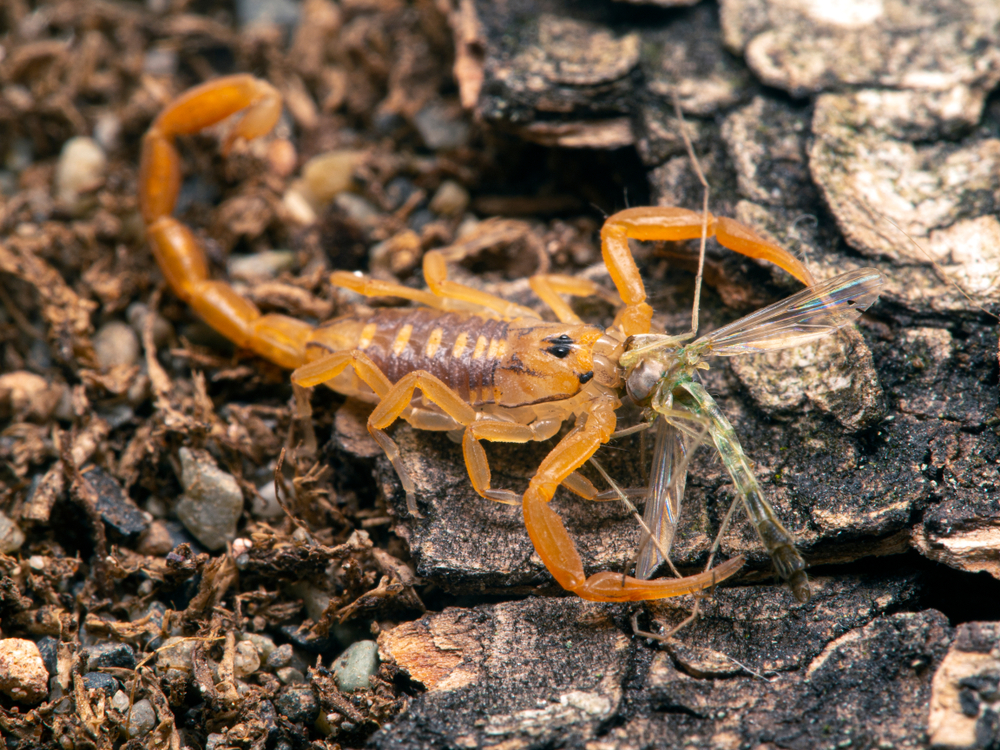 A yellowish-brown Arizona Bark Scorpion is on soil and tree bark, holding a partially eaten insect in its pincers. The insect’s wings and legs are visible, highlighting the importance of awareness and safety in natural, earthy environments.