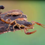 A close-up view of a Bark Scorpion with raised pincers and curled tail, standing on the edge of a brown, rough-textured piece of wood against a green, blurred background.