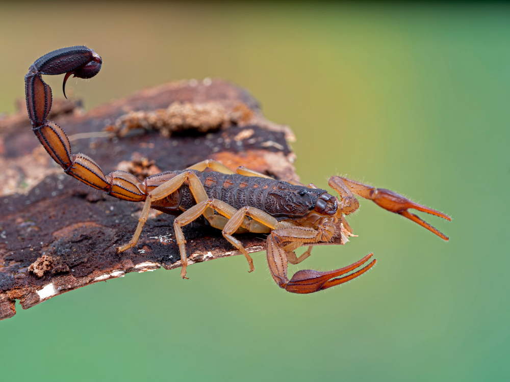 Featured image for Bark Scorpions: Facts, Habitat, and Safety Tips