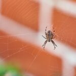 A close-up of a Brown House Spider sitting in the center of its web, with a blurred orange brick wall behind and green foliage in the lower left—a scene highlighting key traits useful for homeowners’ tips on spider identification.