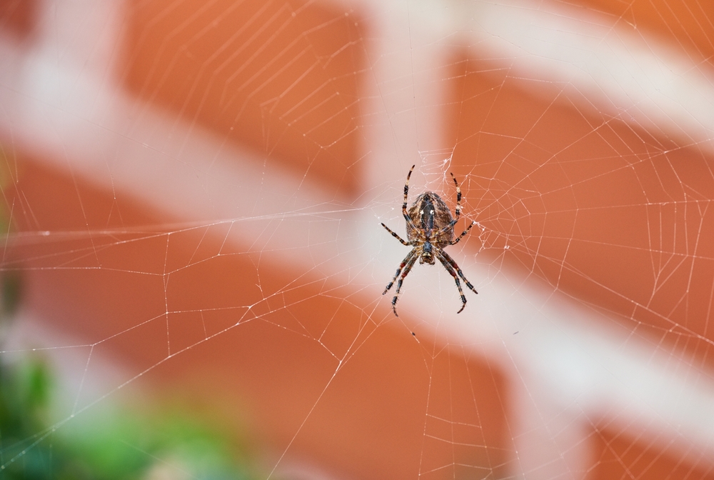 Featured image for Brown House Spider: Key Traits and Tips for Homeowners