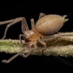 A close-up image of a brown recluse spider, often confused during identification with the sac spider, standing on a fuzzy green plant stem against a black background. The spider’s legs and body are clearly visible in detail.