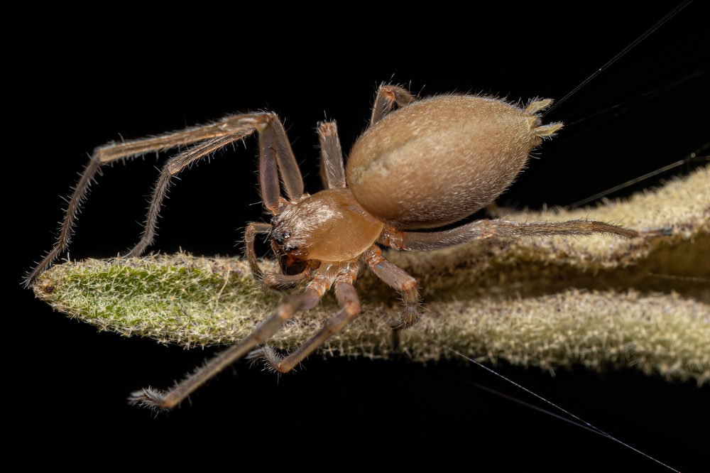 Featured image for Sac Spider: Behavior, Risks, and Identification Tips