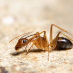 A close-up image of a reddish-brown ant on a light, textured surface. The detailed view makes it easy to identify ghost ants by showing the ant's body, legs, and antennae clearly.