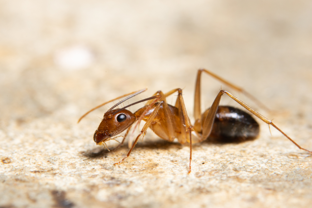 A close-up image of a reddish-brown ant on a light, textured surface. The detailed view makes it easy to identify ghost ants by showing the ant's body, legs, and antennae clearly.