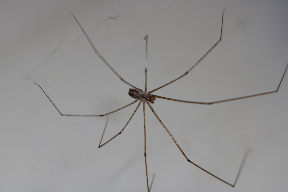 A close-up view of a Cellar Spider with long, thin legs standing on its web against a plain, light background—ideal for spider identification or control tips.