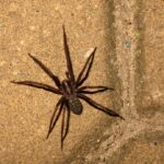 A dark brown Giant House Spider with long legs is positioned on a textured tan surface, resembling outdoor paving or concrete tiles. Viewed from above, this scene aids in the identification of the spider’s distinctive features.