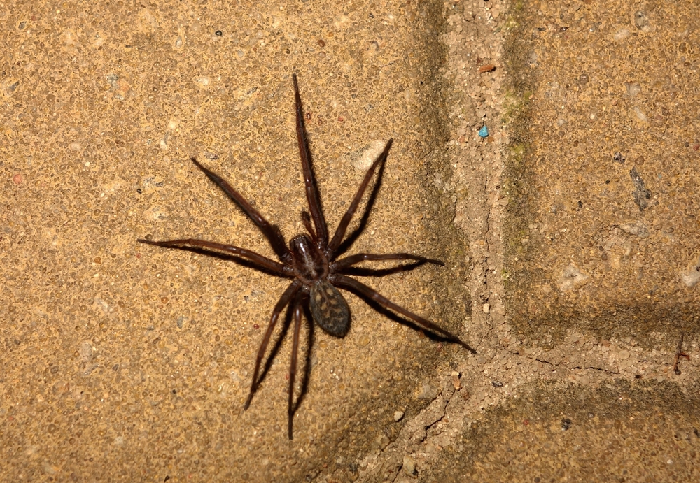 A dark brown Giant House Spider with long legs is positioned on a textured tan surface, resembling outdoor paving or concrete tiles. Viewed from above, this scene aids in the identification of the spider’s distinctive features.