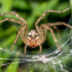 Close-up of a Barn Funnel Weaver facing the camera, positioned in the center of its web with outstretched legs. Green foliage is visible in the background, highlighting details like its eyes and body hairs that reveal its unique habits and habitat.