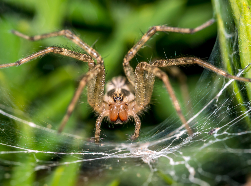 Featured image for Barn Funnel Weaver: Habits and Habitat Explained