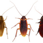 Three different types of cockroaches are shown side by side on a white background, each displaying distinct body shapes, colors, and sizes for easy cockroach identification.