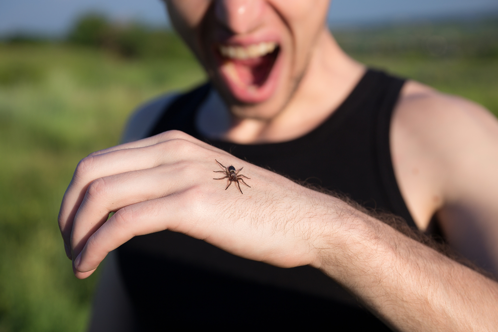 Featured image for Yellow Sac Spider Bite: Symptoms and Treatment Guide