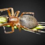 A close-up of a brown spider with a rounded, textured abdomen and eight legs sits on the tip of a green plant against a dark background—a striking subject for any identification guide.