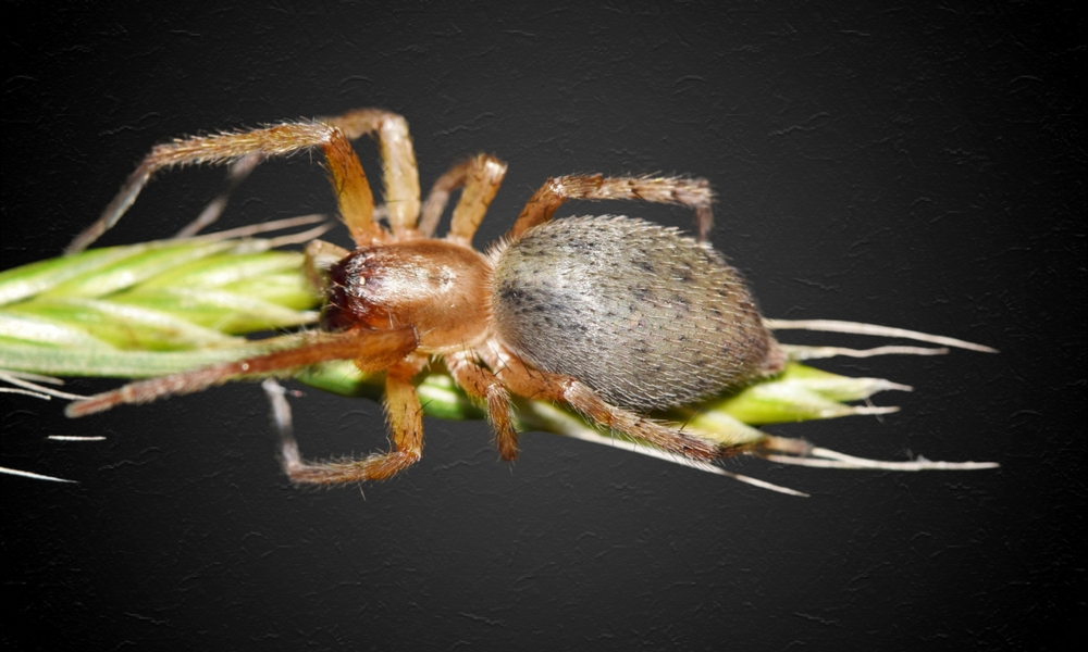 Featured image for Yellow Sac Spider: Facts and Identification Guide