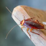 A close-up of a brown cockroach with long antennae stands on the edge of a wooden surface, highlighting the need for pest control, against a blurry background.