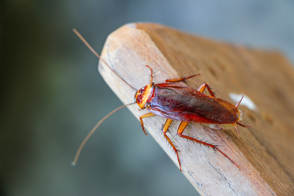 Featured image for Common Roach Types and Their Management