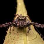 Close-up of a venomous jumping spider facing the camera while standing on a green leaf, its front legs extended against a black background. Though striking in appearance, jumping spiders rarely pose any real risk to humans.