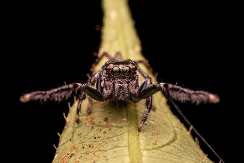 Featured image for Are Jumping Spiders Venomous? Know the Real Risk