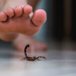A bare foot is about to step down near a scorpion on a smooth indoor floor, with the scorpion raising its tail in a defensive posture.