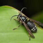 A close-up of a black and white wasp with striped markings on its body and legs, perched on a green leaf with a smooth surface and a dark background—often recognized as the source of Bald Faced Hornet sting symptoms.