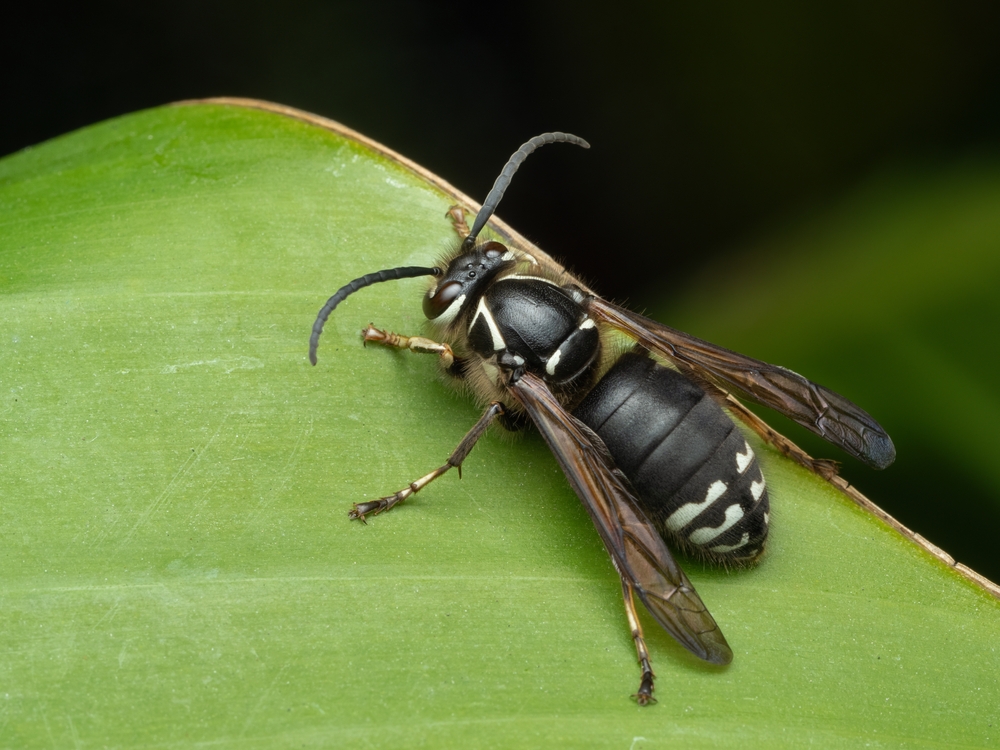 A close-up of a black and white wasp with striped markings on its body and legs, perched on a green leaf with a smooth surface and a dark background—often recognized as the source of Bald Faced Hornet sting symptoms.